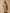 Trench long col tailleur coton biologique femme