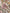 Serviettes de table en tissu indien par lot de 4