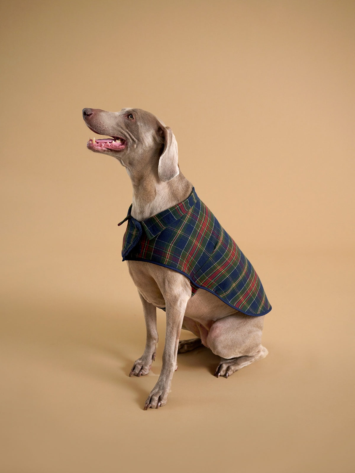 Gefütterter Hundemantel – Kollektion „Fine Truffe“